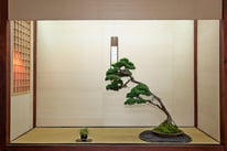 Ginepro chinensis - Bonsai Club Ticino - 2° premio conifere