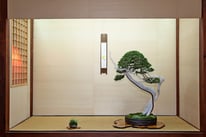 Ginepro sabina - Studio Botanico - 3° premio conifere