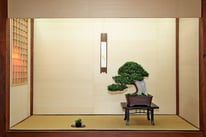 Tasso cuspidata - Brianza Bonsai - 2° premio Chuhin