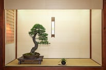 Bosso - Bonsai Club Amici del Verde - 2° premio latifoglie