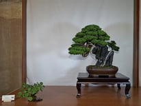 Premio I.B.S. Bonsai: Ginepro chinensis itoigawa - Bonsai Club Amici del Verde