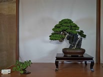 1° Premio: Ginepro chinensis itoigawa - Bonsai Club Amici del Verde
