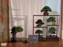 1° Premio Shohin: Composizione shohin Fuji - Sesia Bonsai Club