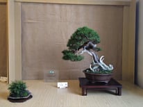 Pino mugo - Bonsai Blu - 3° premio conifere