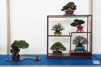 Composizione shohin - Sesia Bonsai Club -  1° premio chuhin