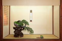 Pino silvestre - Progetto Futuro Lombardia - Premio IBS Bonsai