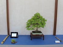 Tiglio - Ass. Arte e Cultura Bergamo Bonsai -  2° premio latifoglie