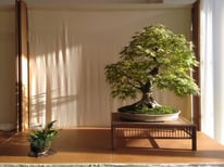 Acero palmato - Ponente Bonsai Savona - 3° premio latifoglie