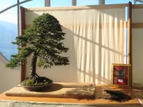 Abete di Ezo - Bonsai Wood Club - Targa presidente U.B.I.
