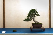 Juniperus chinensis - Bonsai Club amici del Verde - 3° premio conifere