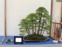 Boschetto di picee - Studio Botanico - 1° premio conifere