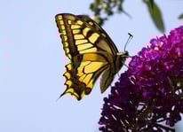 [Foto: Schwalbenschwanz (Papilio machaon) in Schwieberdingen, 4.7.2009]