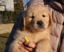 Cuccioli di golden retriever in nord italia, Liguria , Lombardia, Valle d'aosta