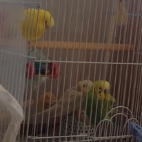 しんちゃん、きーちゃん、テツくん@セキセイインコ