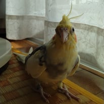 てんちゃん（元でーちゃん）＠オカメインコ