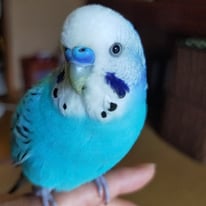 2月/あおば＠セキセイインコ