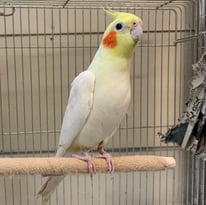 シロップ＠オカメインコ