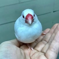 トク＠文鳥（認定NPO法人TSUBASA）