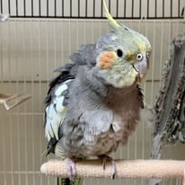 グレイ＠オカメインコ