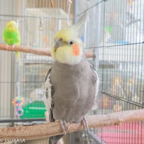 まるる＠オカメインコ