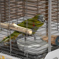 おりょうちゃん＠コミドリコンゴウインコ＆ロッコちゃん＠オキナインコ