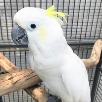 きーちゃん＠キバタン