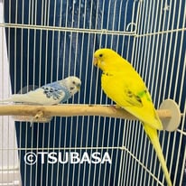インコ2羽のレスキュー