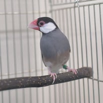 ヒスイ＠ブンチョウ