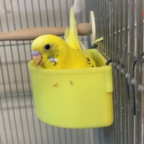 クミン＠セキセイインコ