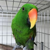 12月/ピコ＠オオハナインコ