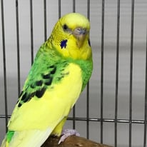 2月/ポン＠セキセイインコ