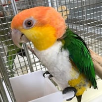 ドミ＠シロハラインコ