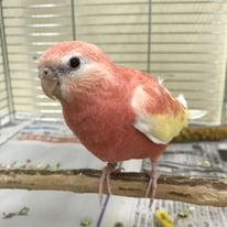 7月/ピーチ＠アキクサインコ