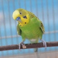 9月/なずな＠セキセイインコ