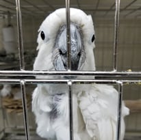 ベロリン＠タイハクオウム