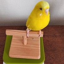 いちみ＠セキセイインコ