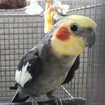 ピー＠オカメインコ