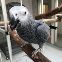 新之輔＠ヨウム（認定NPO法人TSUBASA）