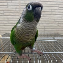 リーコ＠ホオミドリウロコインコ