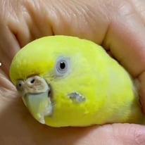 ピノコちゃん＠セキセイインコ