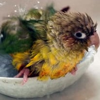 ジョジョちゃん＠ホオミドリウロコインコ