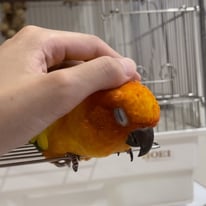 そる(元あまね)ちゃん＠コガネメキシコ