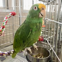 ポコ＠パナマボウシインコ