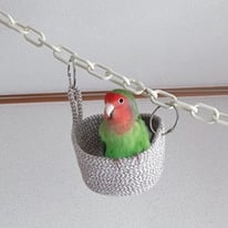 テンハッピーカマン(元カマン)ちゃん＠コザクラインコ