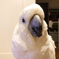 モンブラン＠アオメキバタン