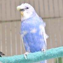 6月／ひばり＠セキセイインコ