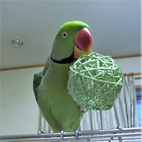 オオ＠オオホンセイインコ