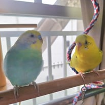 リーナちゃん＠セキセイインコ