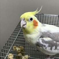 8月/みぃ＠オカメインコ