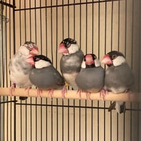 文鳥103羽レスキュー